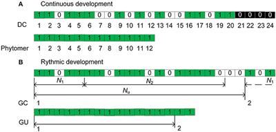 Estimating Sink Parameters of Stochastic Functional-Structural Plant Models Using Organic Series-Continuous and Rhythmic Development